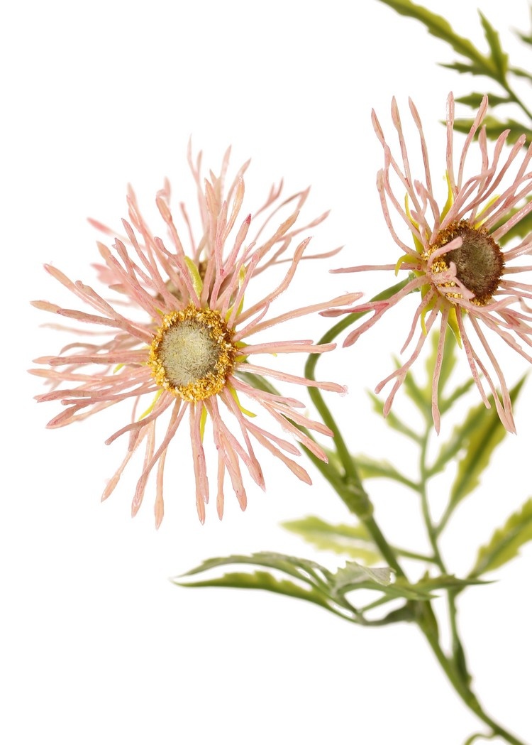 Margerite (Leucanthemum) 'Old Court Variety', 5x vezweigt, 15 Blüten (Ø 6 cm) & 9 Blattsets, 70 cm