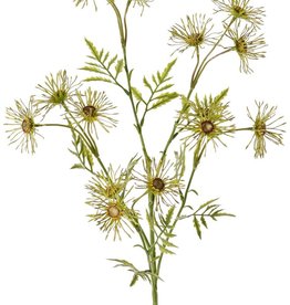 Oxeye daisy, margueriete (Leucanthemum) 'Old Court Variety', 5x branched, 15 flowers ( 6 cm) & 9 sets of leaves, 70 cm