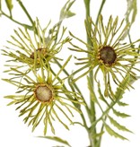 Margriet (Leucanthemum) 'Old Court Variety', 5x vertakt, 15 bloemen (Ø 6 cm) & 9 bladtoeven, 70 cm