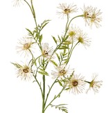 Margerite (Leucanthemum) 'Old Court Variety', 5x vezweigt, 15 Blüten (Ø 6 cm) & 9 Blattsets, 70 cm