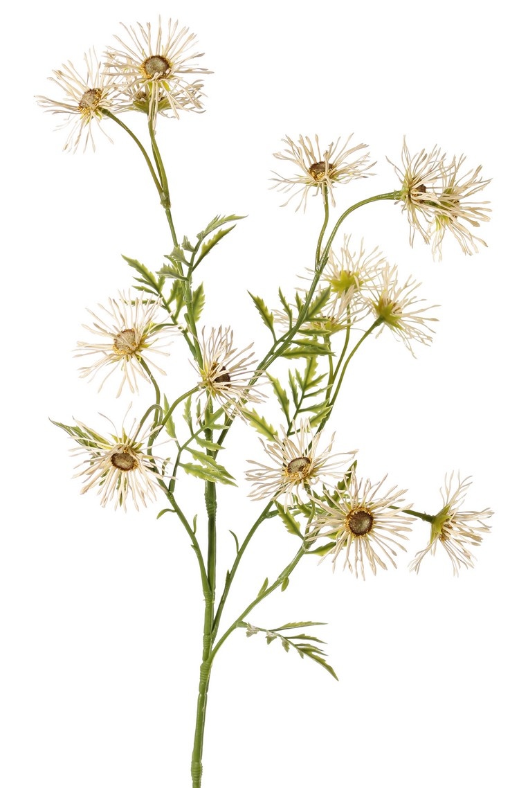Oxeye daisy, margueriete (Leucanthemum) 'Old Court Variety', 5x branched, 15 flowers (Ø 6 cm) & 9 sets of leaves, 70 cm