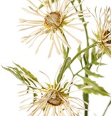 Margerite (Leucanthemum) 'Old Court Variety', 5x vezweigt, 15 Blüten (Ø 6 cm) & 9 Blattsets, 70 cm