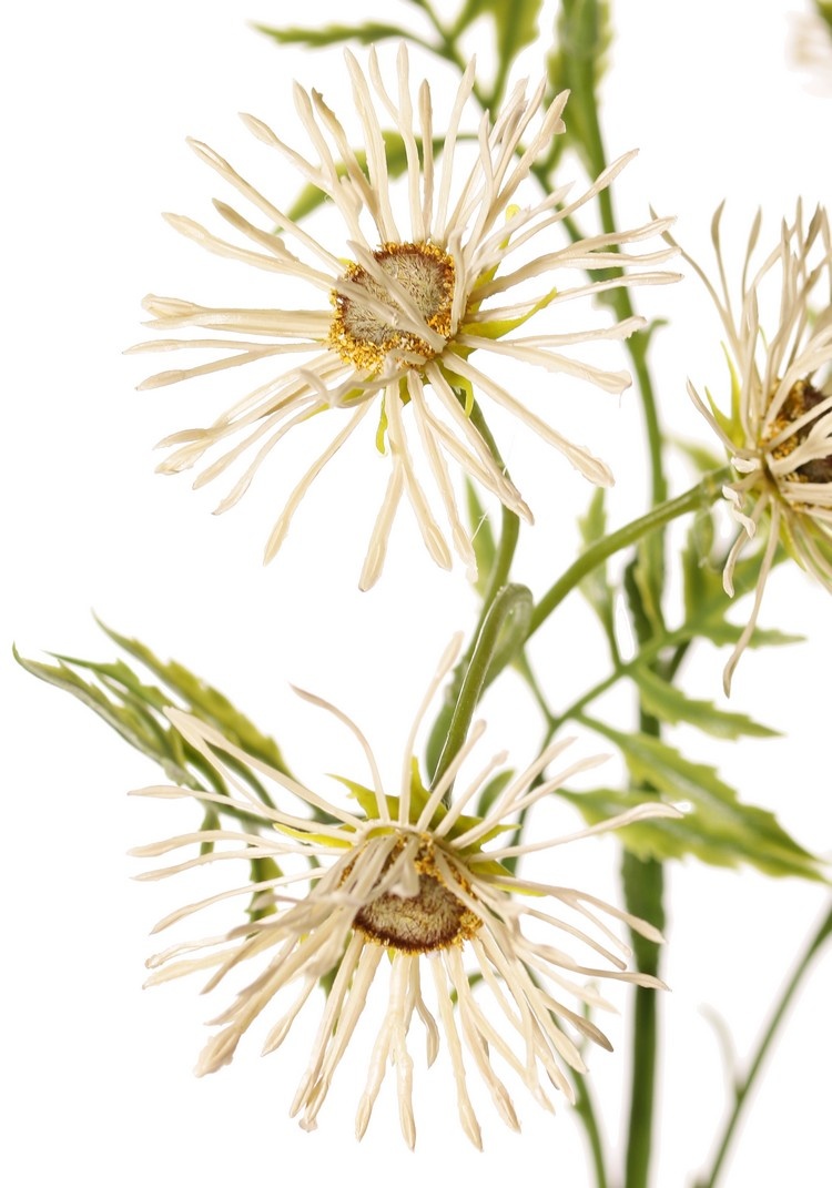 Margriet (Leucanthemum) 'Old Court Variety', 5x vertakt, 15 bloemen (Ø 6 cm) & 9 bladtoeven, 70 cm