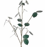 Lunaria, 23 hojas, 17x L / 6x M, 91 cm