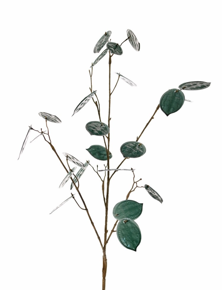 Judaspennig (Lunaria) 'Euphoria', 2x vertakt, 23 penningen (17x L / 6x M), (1st/zak) 91cm
