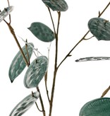 Judaspennig (Lunaria) 'Euphoria', 2x vertakt, 23 penningen (17x L / 6x M), (1st/zak) 91cm