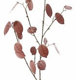 Lunaria, Silver Dollar, 'Euphoria', 23 leaves, (17x L / 6x M), 91cm