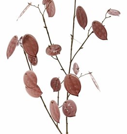 Lunaria, Judaspfennig 'Euphoria', 2x verzweigt, 23 Pfenninge (Plastik), 17x L / 6x M, einzeln, verpackt, Stiel: braun, 91cm