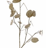 Lunaria, 23 hojas, 17x L / 6x M, 91 cm