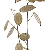 Lunaria, Judaspfennig 'Euphoria', 2x verzweigt, 23 Pfenninge (Plastik), 17x L / 6x M, einzeln, verpackt, Stiel: braun, 91cm