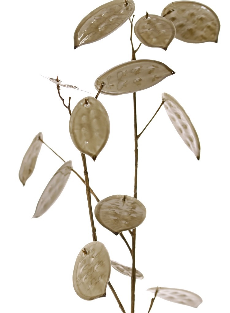 Lunaria, Silver Dollar, 'Euphoria', 23 leaves, (17x L / 6x M), 91cm