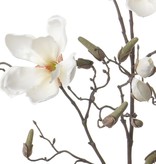 Magnolia x4, 22buds, 107cm