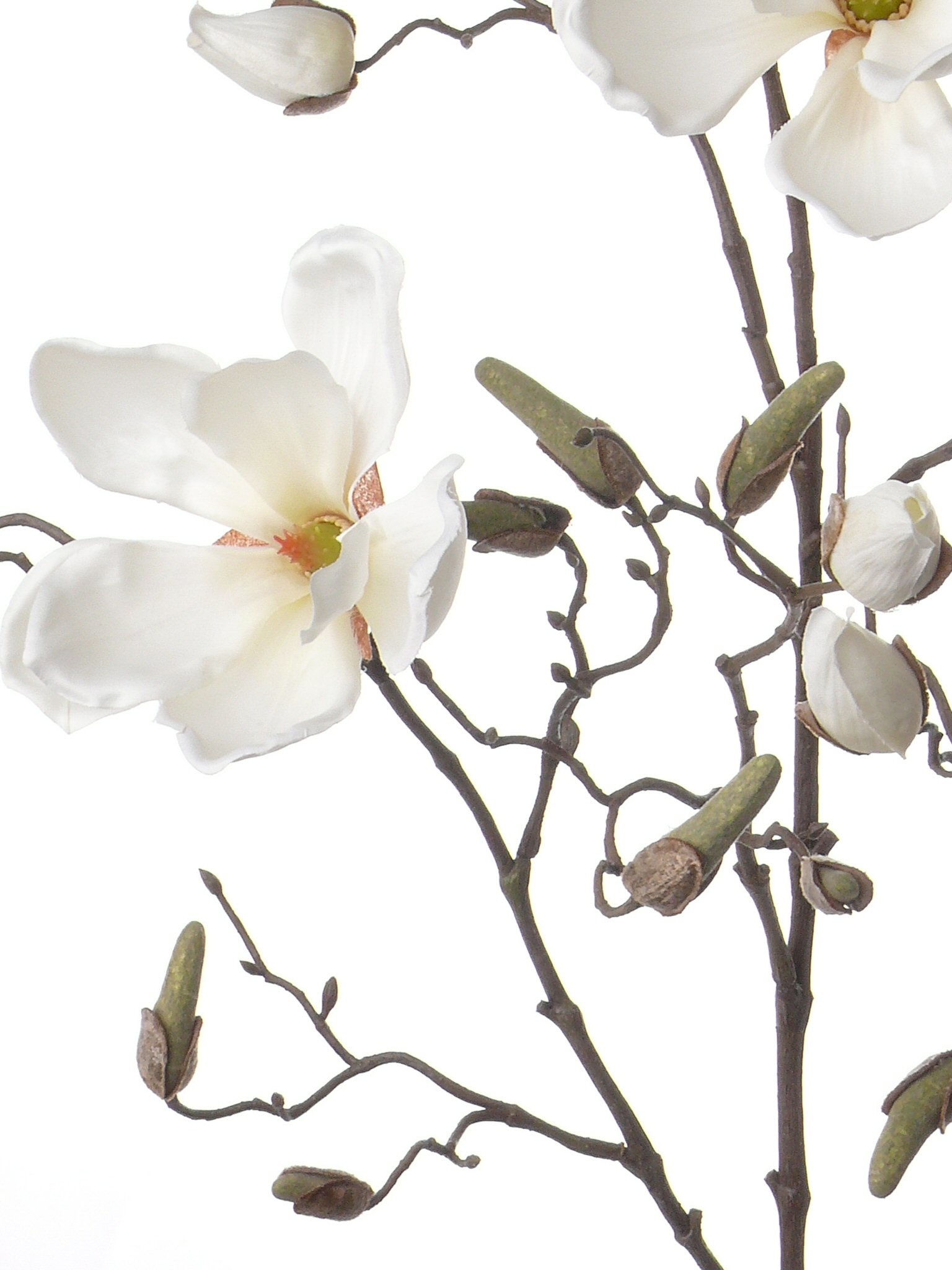Magnolia x4, 22capullos, 107cm