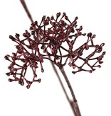 Skimmia branch 'Winter Glow' 5x branched, 8 inflorescences (2x L /2x M /2x S) 90 cm