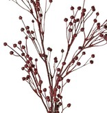 Flax, (Linum) 5x branched, 'Earthy Garden', 66 cm