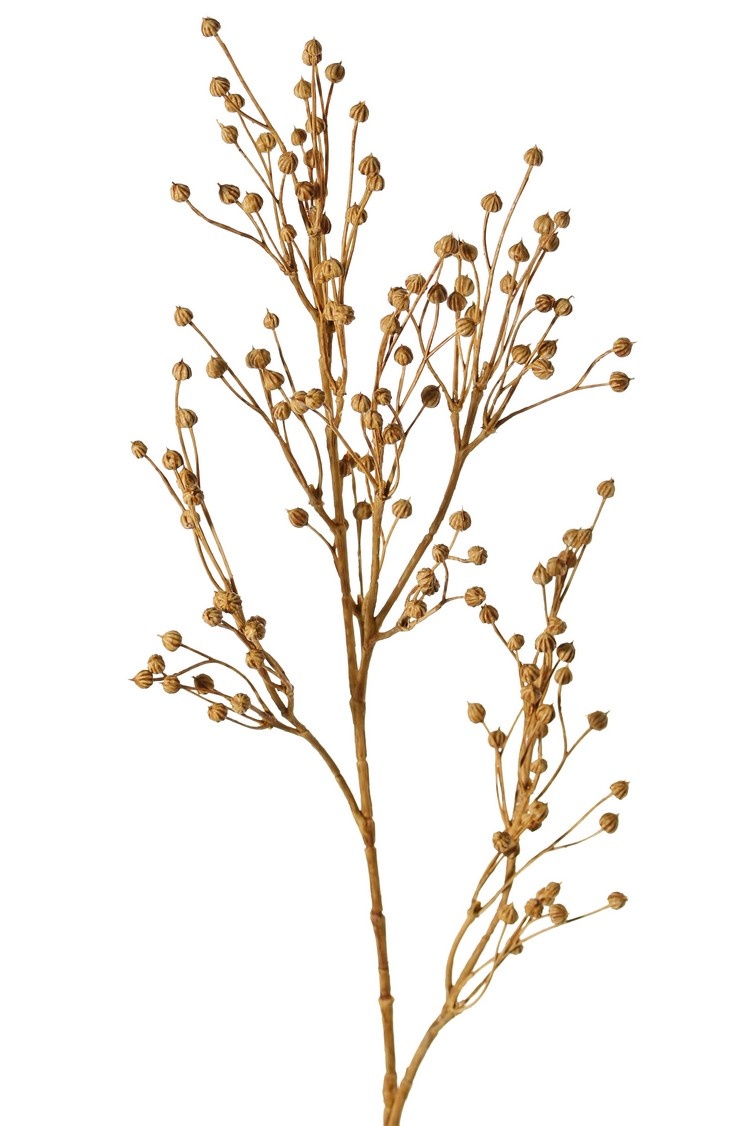 Lino (Linum) 5x ramificado 'Earthy Garden', 66 cm