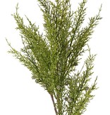 Rama de enebro (Juniperus), 5x ramificado, con 5 manojos de hojas y 30 bayas, 83 cm