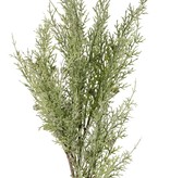 Juniper branch (Juniperus), 5x branched, 5 bunches of leaves, 30 berries, 83 cm