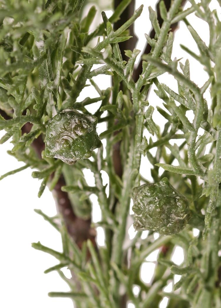 Juniper branch (Juniperus), 5x branched, 5 bunches of leaves, 30 berries, 83 cm