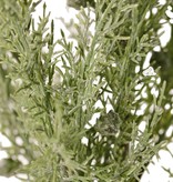 Wacholderzweig (Jeneverbes) 5x verzweigt, mit 5 Blattbüscheln (30 Stck.) & 30 Beeren, 83 cm