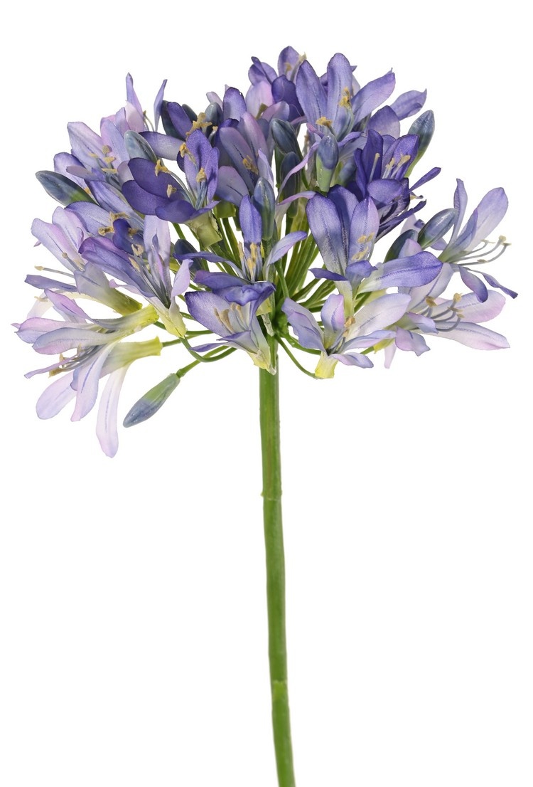 Agapanthus (African lily) 'XL' with 28 flowers (ø17*20cm) & 25 plastic buds, 88 cm