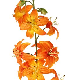 Flor de lis (Lilium) XL con 9 flores (Ø 9 cm) & 6 capullos, 98 cm