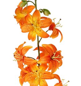 Lelie (Lilium) XL met 9 bloemen (Ø 9 cm) & 6 plastic knoppen, 98 cm