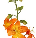Flor de lis (Lilium) XL con 9 flores (Ø 9 cm) & 6 capullos, 98 cm