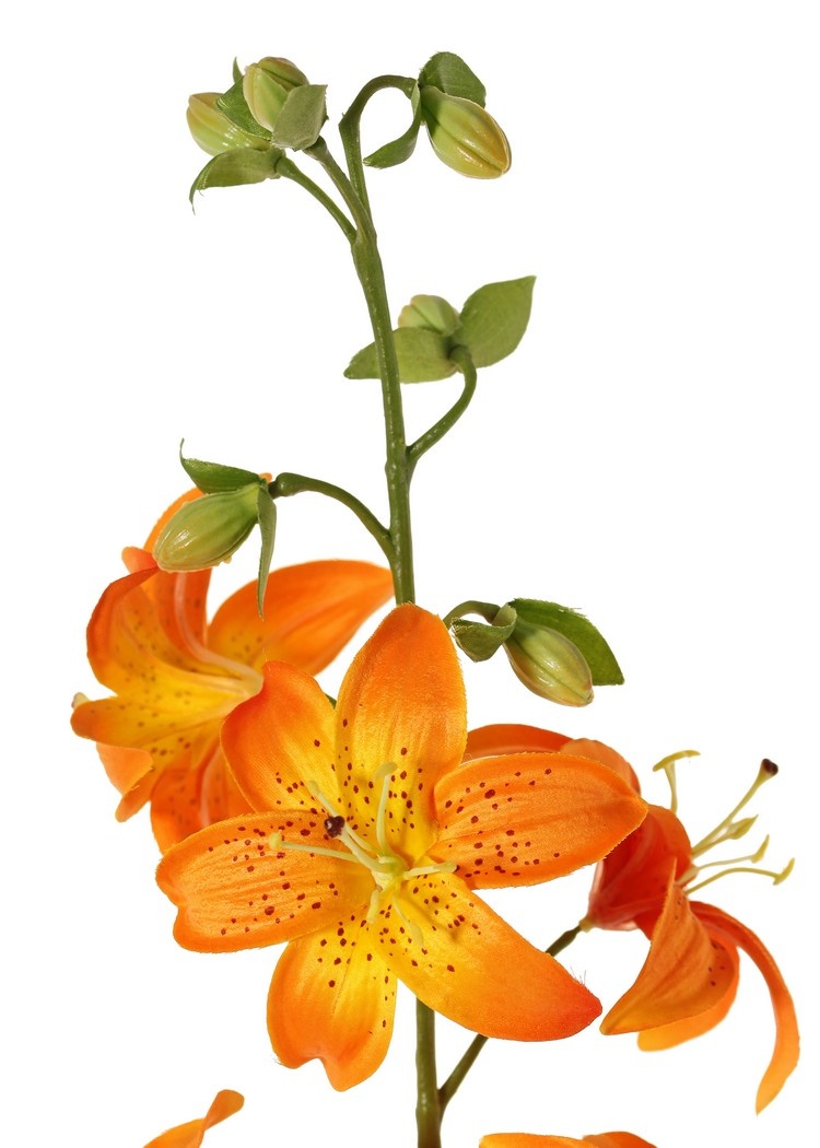 Lelie (Lilium) XL met 9 bloemen (Ø 9 cm) & 6 plastic knoppen, 98 cm