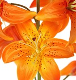 Lelie (Lilium) XL met 9 bloemen (Ø 9 cm) & 6 plastic knoppen, 98 cm
