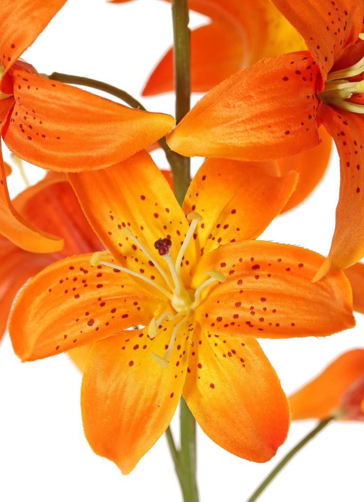 Lelie (Lilium) XL met 9 bloemen (Ø 9 cm) & 6 plastic knoppen, 98 cm