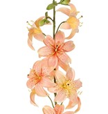 Lily (Lilium) XL with 9 flowers (Ø 9 cm) & 6 buds, 98 cm