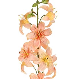 Lily (Lilium) XL with 9 flowers (Ø 9 cm) & 6 buds, 98 cm