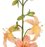 Lily (Lilium) XL with 9 flowers (Ø 9 cm) & 6 buds, 98 cm