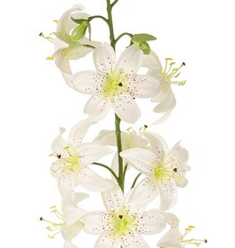Lilie (Lilium) XL mit 9 Blumen (Ø 9 cm) & 6 Knospen, 98 cm