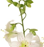 Lilie (Lilium) XL mit 9 Blumen (Ø 9 cm) & 6 Knospen, 98 cm