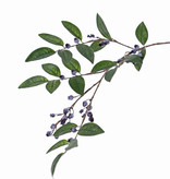 Blue huckleberry branch (Vaccinium), 5x branched, 34 berries, 20 leaves, 82 cm