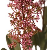 Skimmia-Zweig, 3x verzweigt, mit 3 Blütenständen, (2x XL/ 1x L) & 22 Blätter (L 6x / M 7x / S 9x), 66 cm