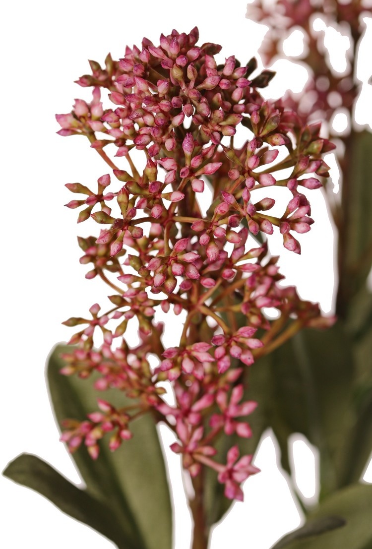 Skimmia-Zweig, 3x verzweigt, mit 3 Blütenständen, (2x XL/ 1x L) & 22 Blätter (L 6x / M 7x / S 9x), 66 cm