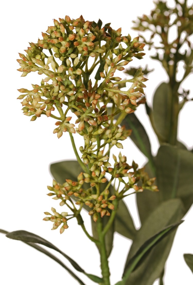 Rama de Skimmia, 3x ramificado, 3 inflorescencias (2x XL/ 1x L) & 22 Blätter (L 6x / M 7x / S 9x), 66 cm