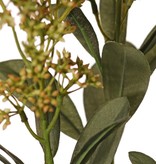 Skimmia-Zweig, 3x verzweigt, mit 3 Blütenständen, (2x XL/ 1x L) & 22 Blätter (L 6x / M 7x / S 9x), 66 cm