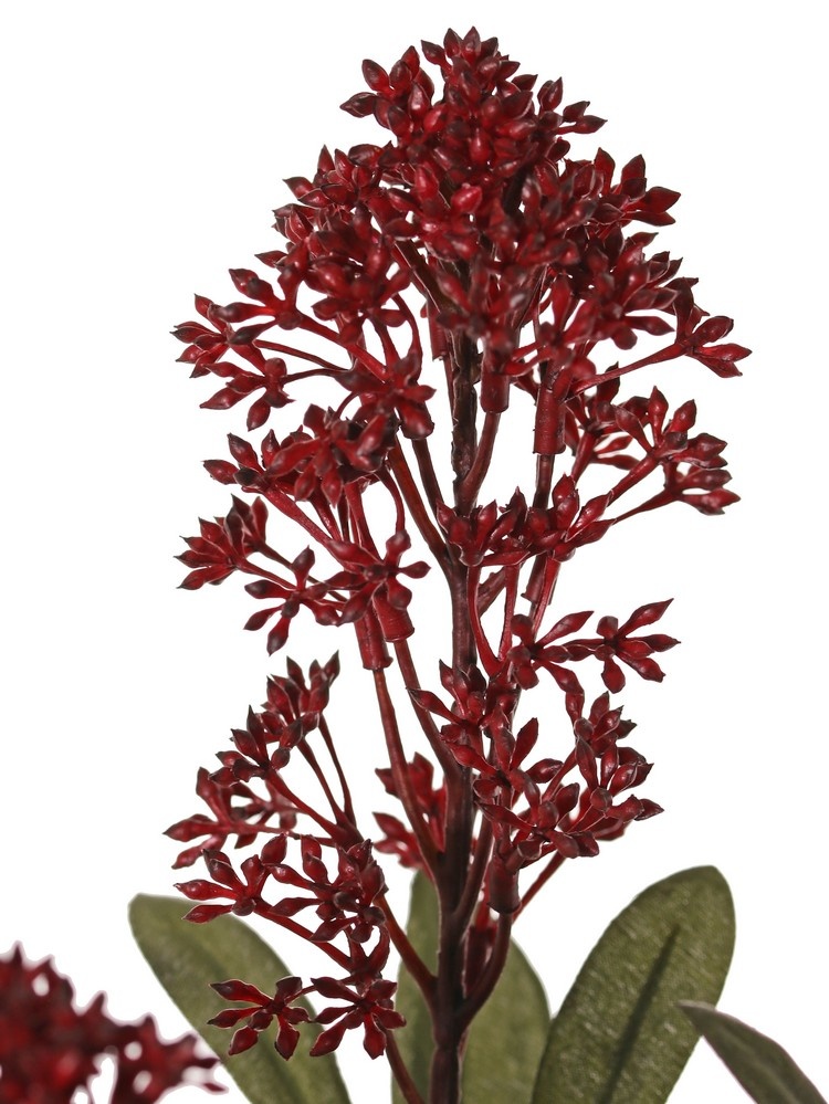 Skimmia-Zweig, 3x verzweigt, mit 3 Blütenständen, (2x XL/ 1x L) & 22 Blätter (L 6x / M 7x / S 9x), 66 cm