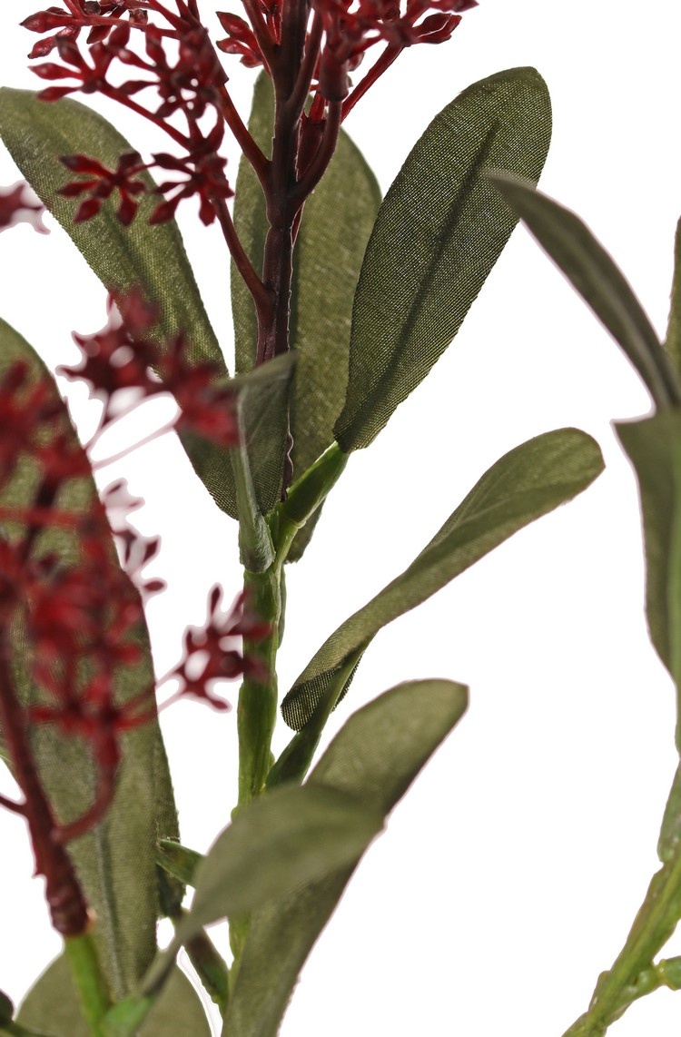 Skimmia branch, 3x branched, 3 inflorescences, (2x XL/ 1x L) & 22 leaves (L 6x / M 7x / S 9x), 66 cm