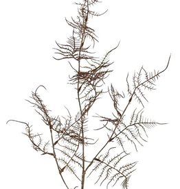 Asparagus branch 'Earthy Garden' 3x branched with 17 sprigs of leaves 8x XL / 9x L, 85 cm