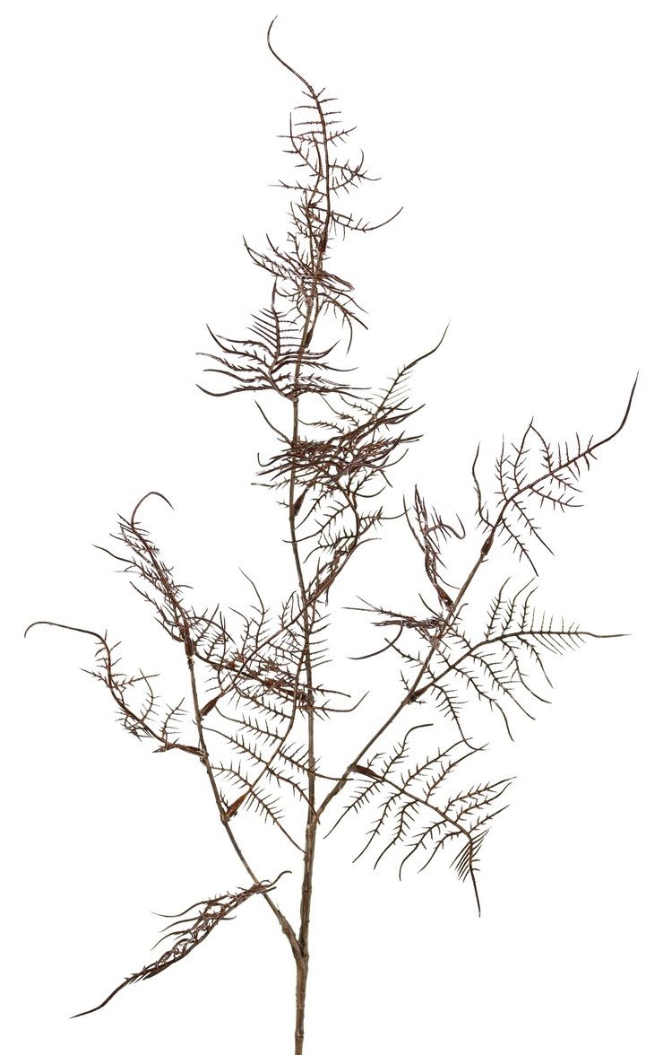 Asparagus branch 'Earthy Garden' 3x branched with 17 sprigs of leaves 8x XL / 9x L, 85 cm