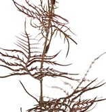 Asparagus branch 'Earthy Garden' 3x branched with 17 sprigs of leaves 8x XL / 9x L, 85 cm