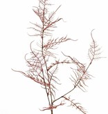 Asparagus branch 'Earthy Garden' 3x branched with 17 sprigs of leaves 8x XL / 9x L, 85 cm