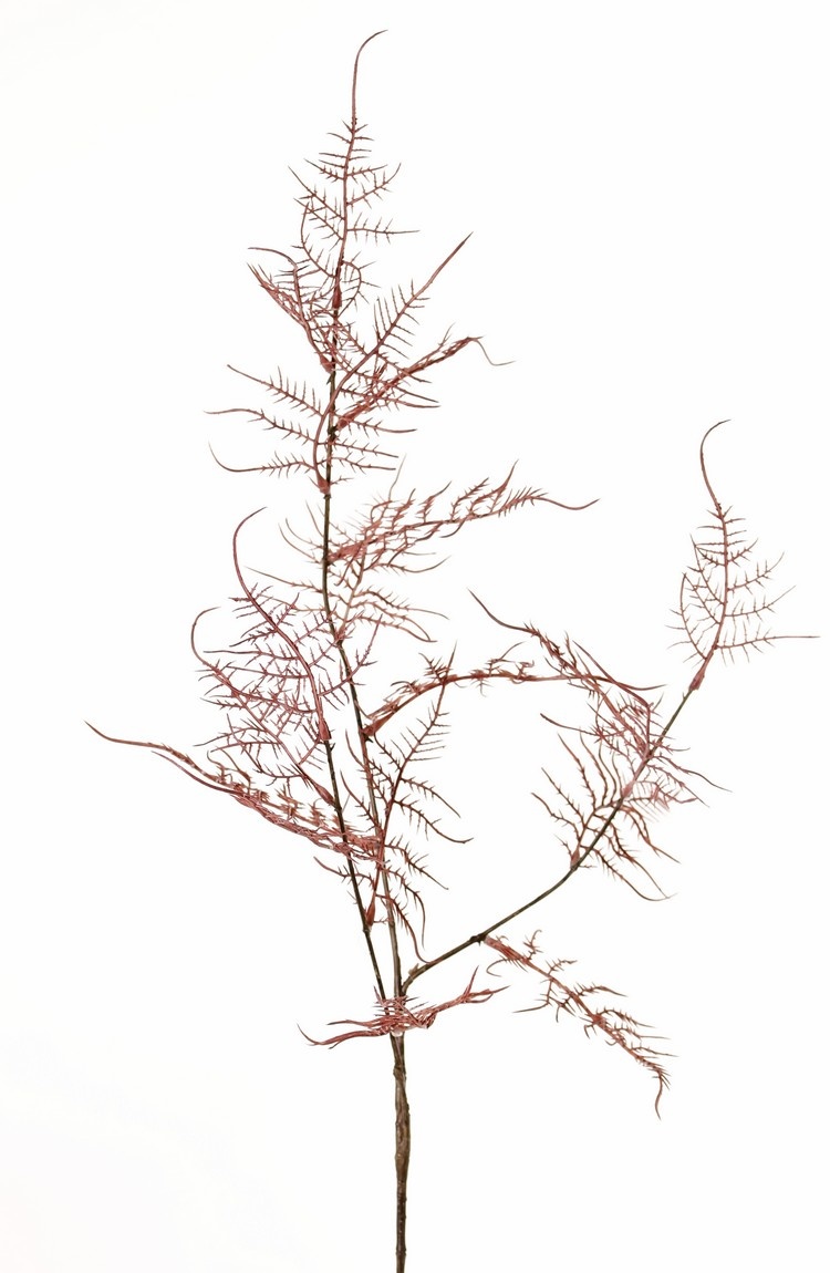 Asparagus branch 'Earthy Garden' 3x branched with 17 sprigs of leaves 8x XL / 9x L, 85 cm