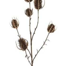 Rama de cardo (Eryngium) 'Earthy Garden' 5x ramificado con 6 cardos (XL 3x / S 3x), 64 cm