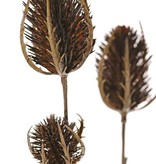 Thistle branch (Eryngium) 'Earthy Garden' 5x branched with 6 thistles (XL 3x / S 3x), 64 cm